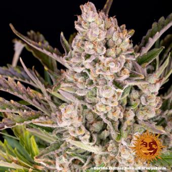 Gorilla Zkittlez Auto - картинка 8