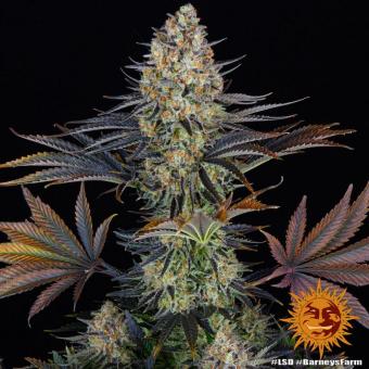 LSD - картинка 5