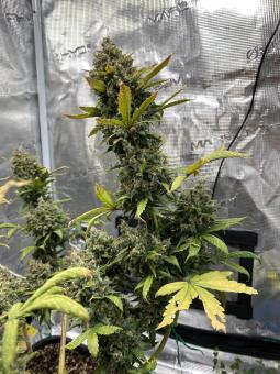 Bruce Banner Auto - картинка 3