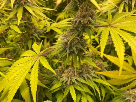 Moby Dick - картинка 4