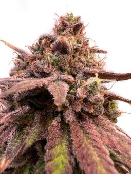 Persian Pie  - картинка 1