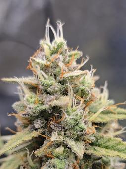 Auto Cookies USA - картинка 1