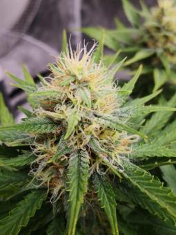 Fast Diesel genetics - картинка 2