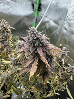 Green Papaya - картинка 4