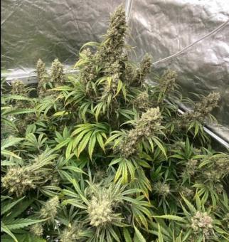 West Coast OG x Gelato Auto 41 - картинка 5