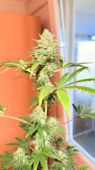 GMO Cookies - картинка 4