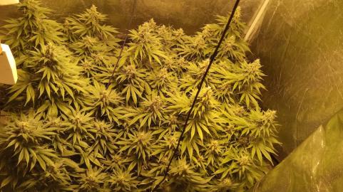 Mazar - картинка 4