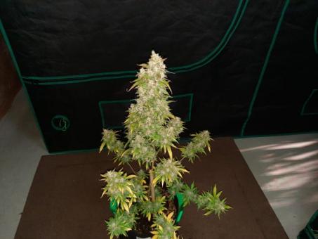 Niagara Auto - картинка 10