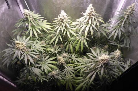 Galaxy CBD - картинка 5