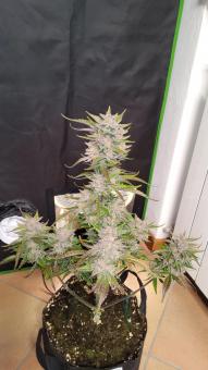 Orange Apricot Glue XL Auto - картинка 5