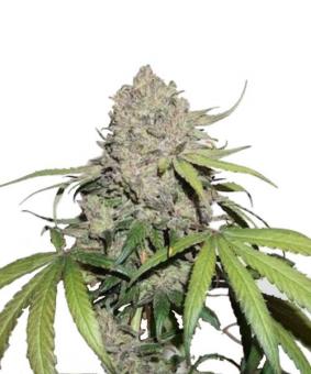 CBD Auto Charlotte's Angel - картинка 1