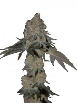 Golden Apple Haze - картинка 1