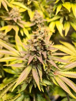 Bubble Kush - картинка 6