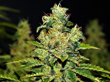 Space Cookies - картинка 5