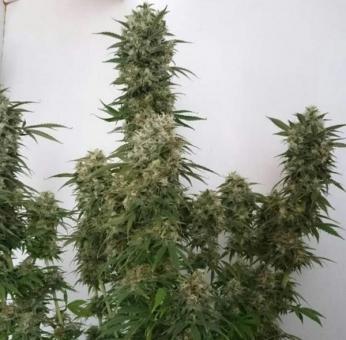 AK-47 - картинка 5