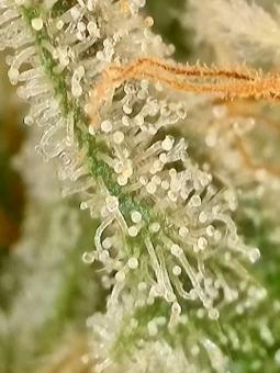 Auto Gelato - картинка 4