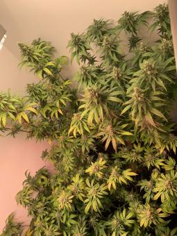 Train Wreck - картинка 4