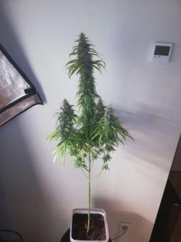 Rainbow Road - картинка 3