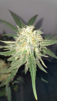 Franco's Lemon Cheese - картинка 4