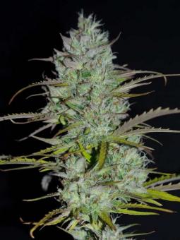 Calamity Jane Auto - картинка 4