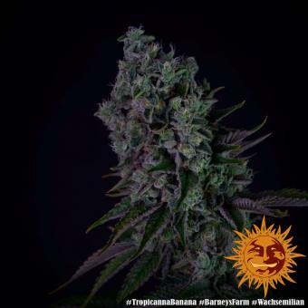 Tropicanna Banana - картинка 3