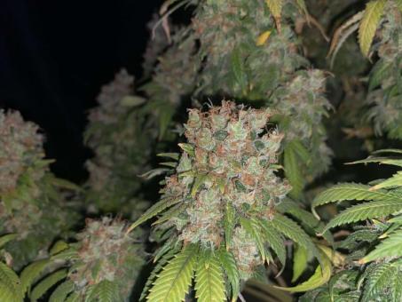 Motavation reg - картинка 4