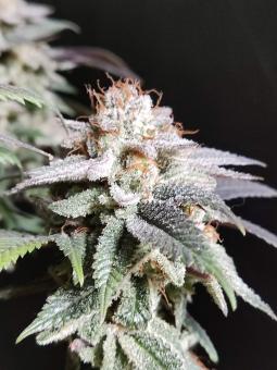 Sugar Bomb Punch - картинка 3