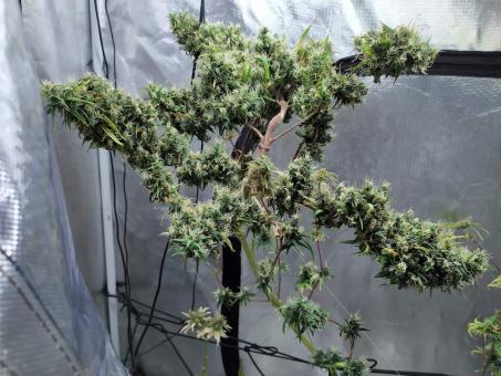 Arjan's Ultra Haze #1 - картинка 5