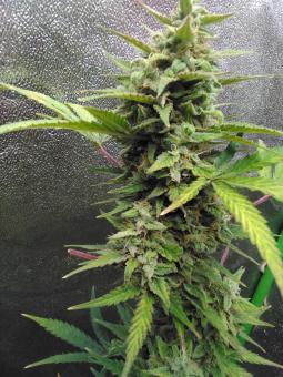 Smoothie Auto - картинка 1