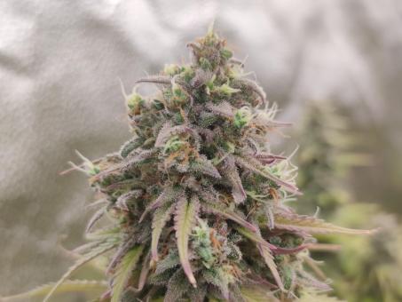 Auto Northern Lights - картинка 1