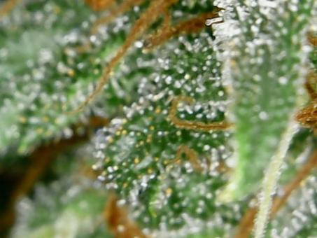 Lost Pearl - картинка 6