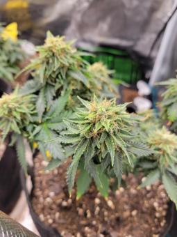 Auto Scout Cookies genetics - картинка 2