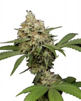 Sweetopia - картинка 7