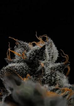 Strawberry Cookies - картинка 10