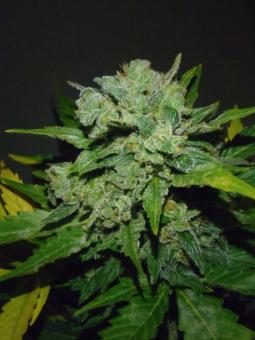 Auto White Russian - картинка 4