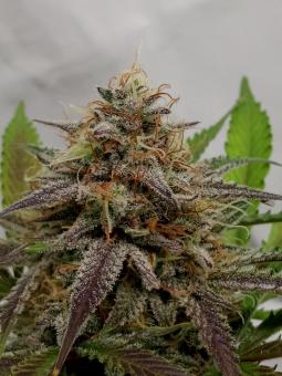 Chemical Candy - картинка 3