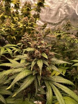 Purple Lemonade FF - картинка 8