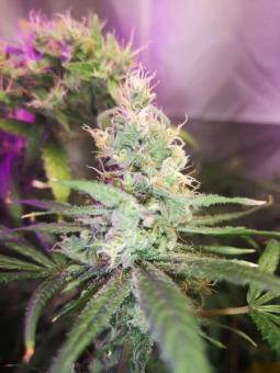 Quasar - картинка 10