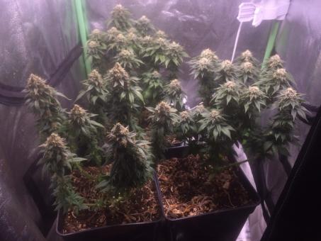 Anesthesia - картинка 4