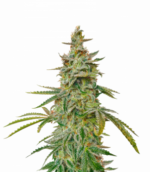 Auto Brooklyn Sunrise - картинка 9