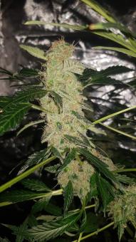 Pandora Auto - картинка 5