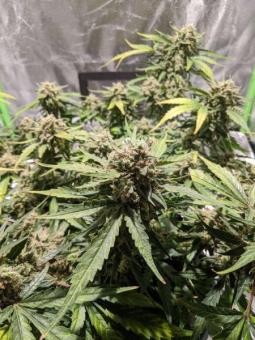 Bubblelicious Auto - картинка 3