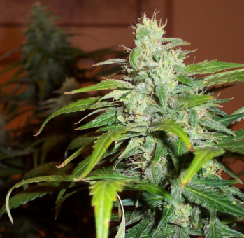 Lowryder autofem (IBL) - картинка 2