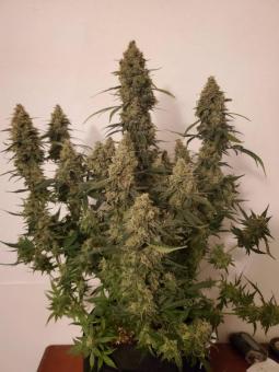 Green Poison Auto - картинка 4