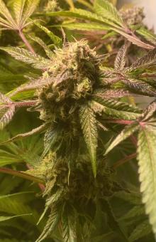 Black Rainbow - картинка 2