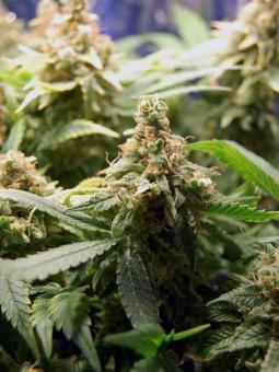 Super Lemon Haze Auto - картинка 5