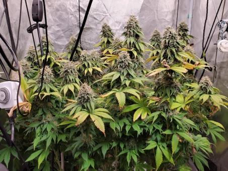 Romulan - картинка 5