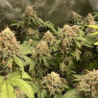 Sweet Madness - картинка 1