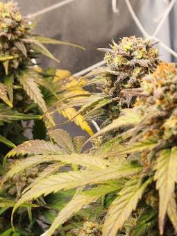 Northern Lights Auto - картинка 4