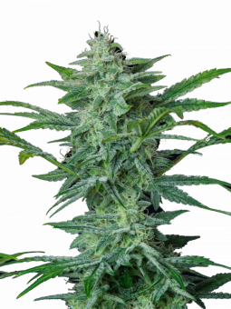 Quick One Auto - картинка 10